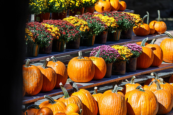 FCS Pumpkin Fest 2024-18