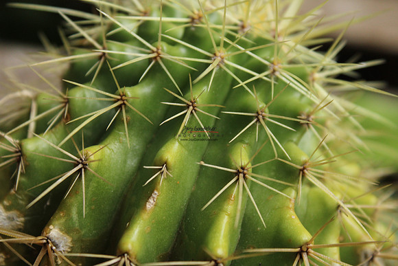 Alejandro Nature.2JPG