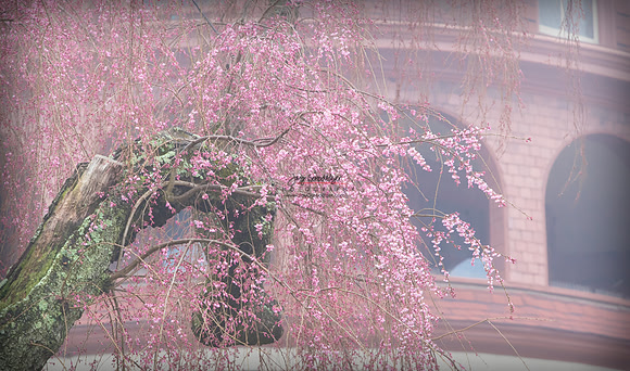 032020 BAL 015