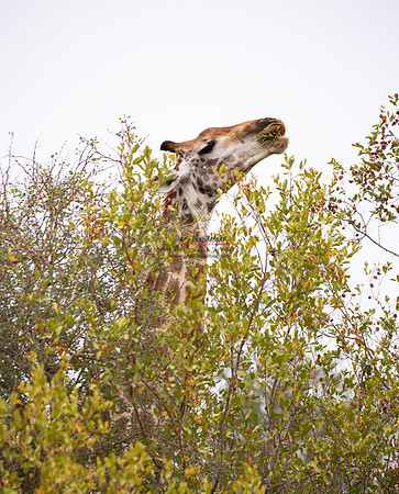 032324 MOTSWARI 061