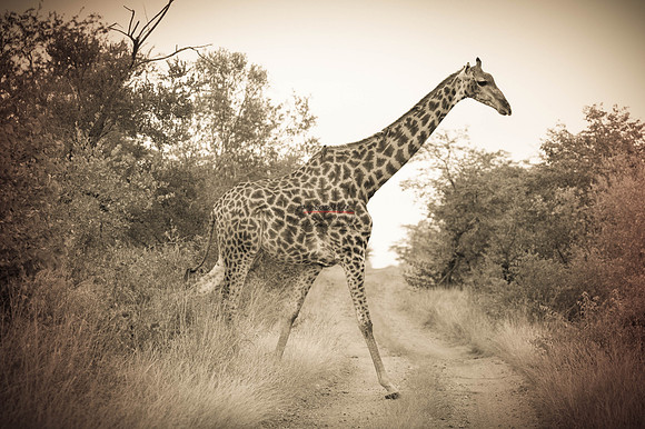 032324 MOTSWARI 099-2