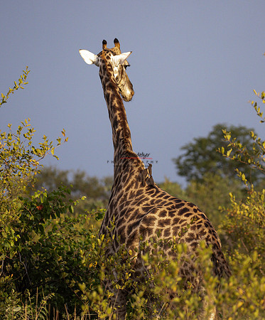 032324 MOTSWARI 127