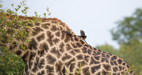 032324 MOTSWARI 121