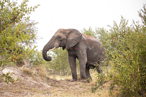 032324 MOTSWARI 261