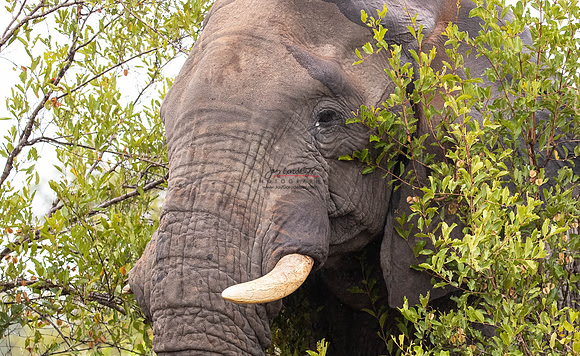 032324 MOTSWARI 303