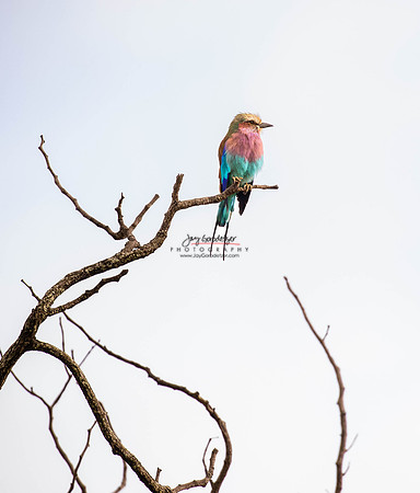 032324 MOTSWARI 428