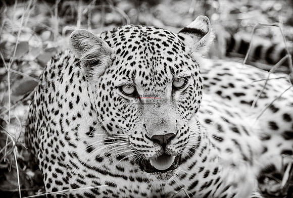 032224 MOTSWARI 029