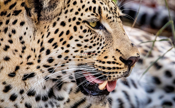 032224 MOTSWARI 032