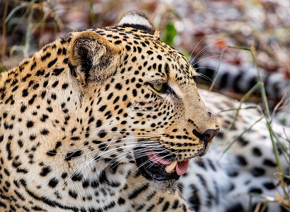 032224 MOTSWARI 033