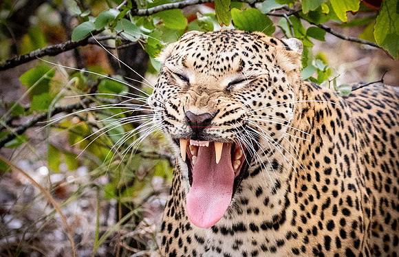 032224 MOTSWARI 037