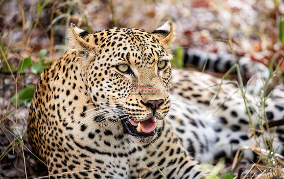032224 MOTSWARI 036