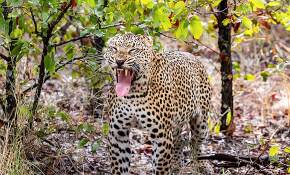 032224 MOTSWARI 038