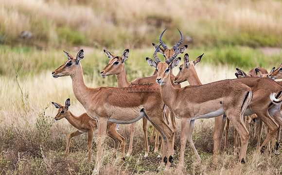 032324 MOTSWARI PM 058