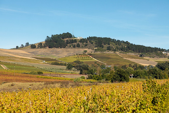 032924 VINYARDs 002