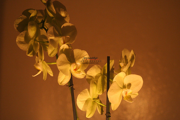 Caroline LIGHT 3